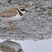 Common Ringed Plover  "Charadrius hiaticula"